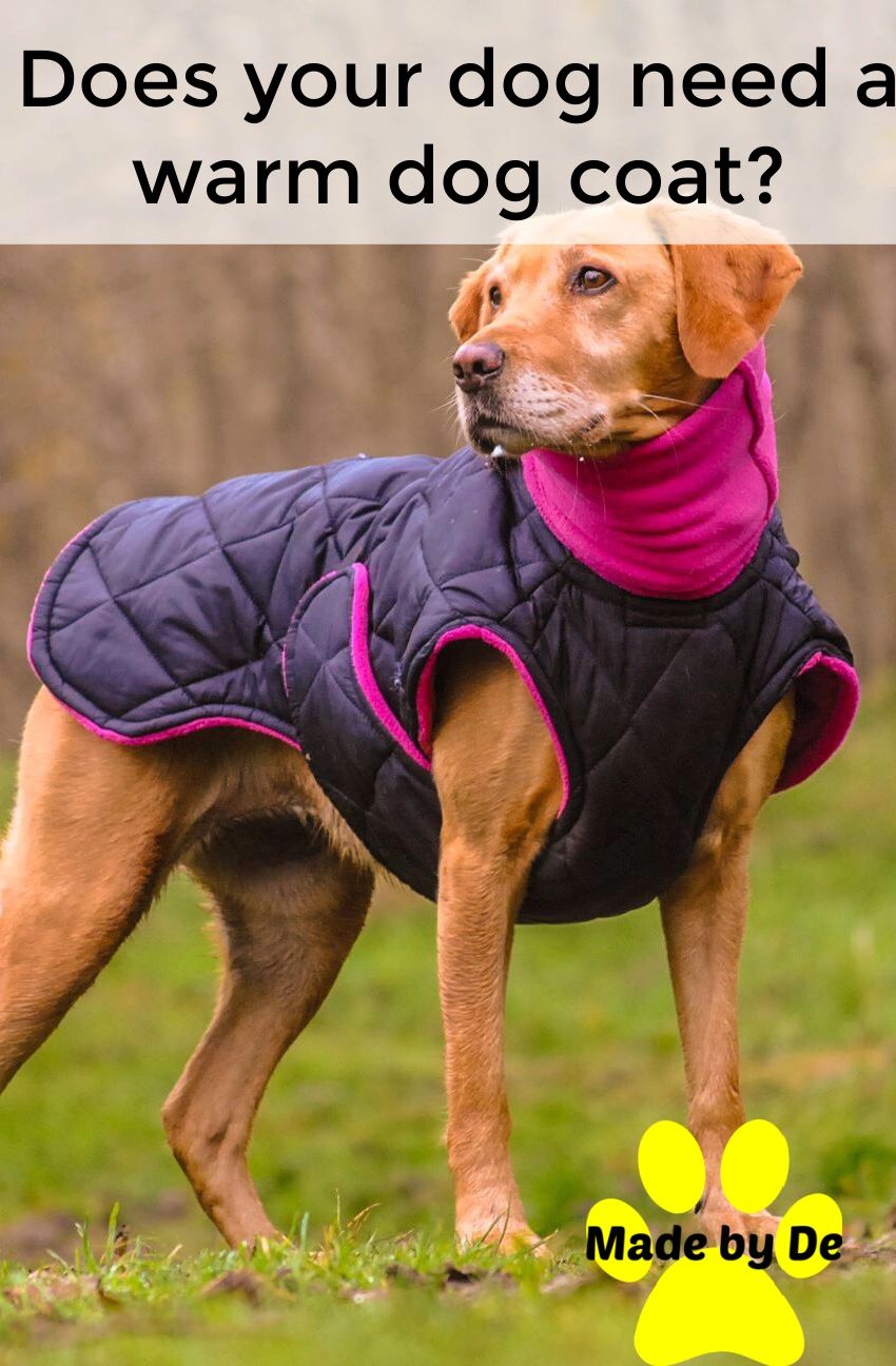Do Dogs Need Coats